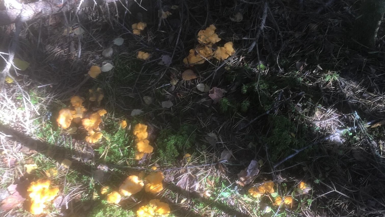 Photo of Outdoor in Smedjebacken Municipality