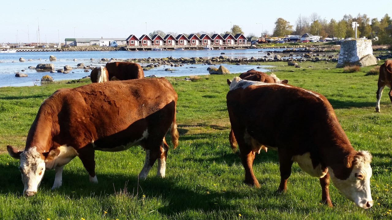 Photo of Outdoor in Sandhamn