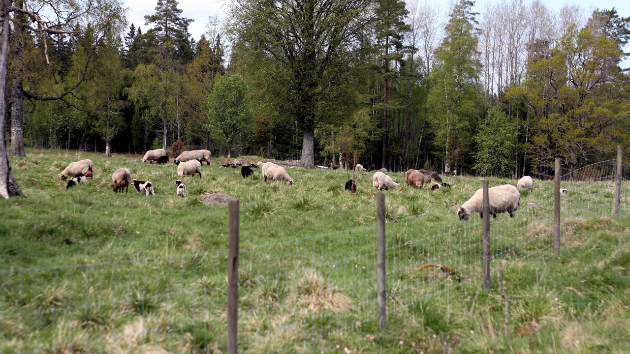 Photo of Outdoor in Ingatorp
