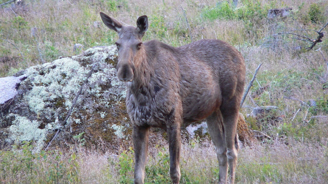 Photo of Outdoor in Syssleback