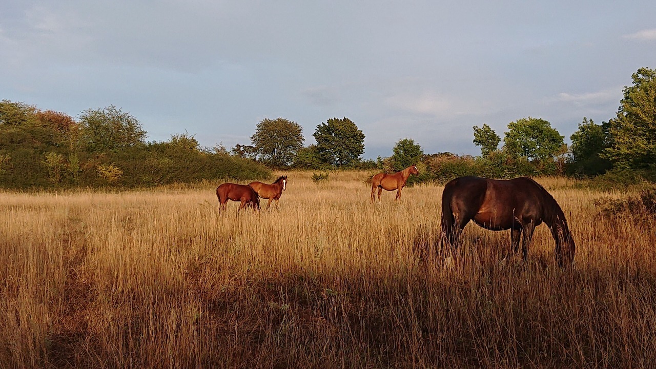 Photo of Outdoor in Stora Ror