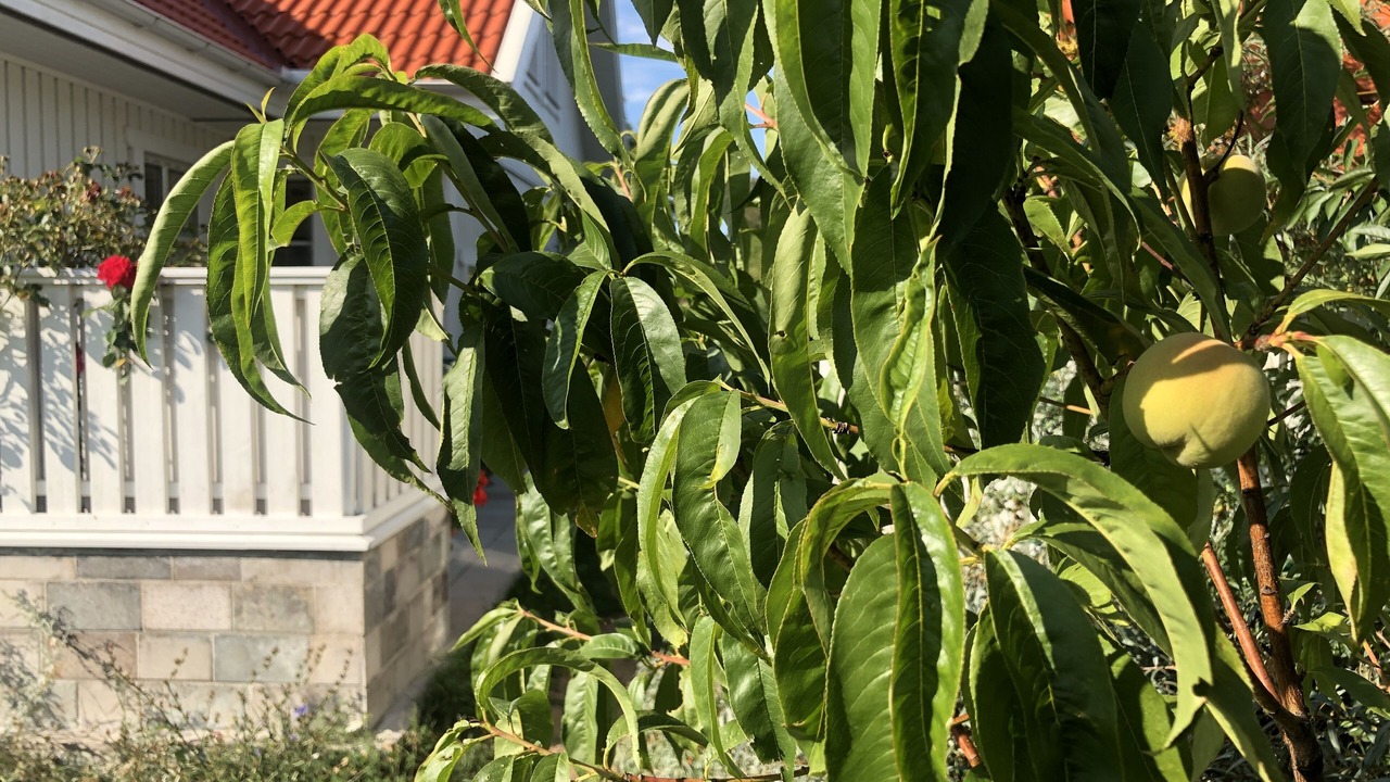 Photo of Outdoor in Stora Ror