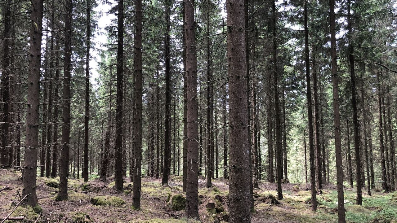 Photo of Others in Ullared