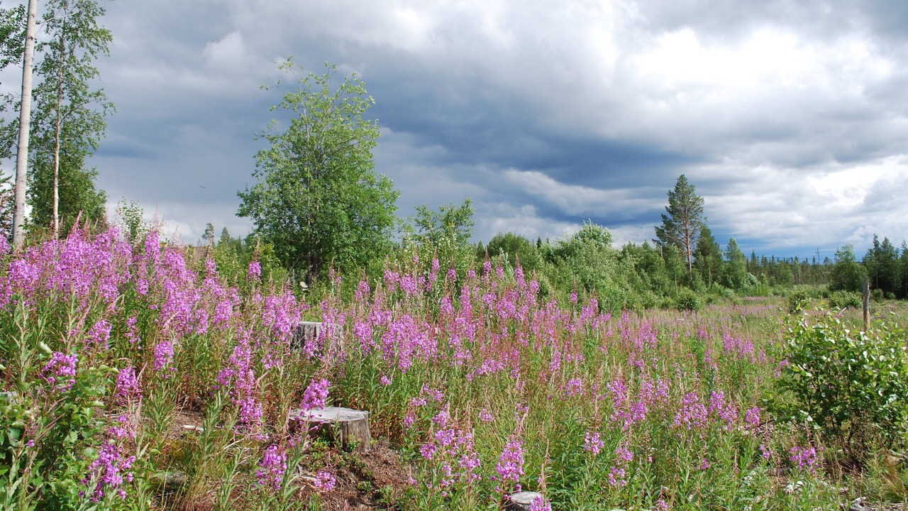 Photo of Outdoor in Gargnas