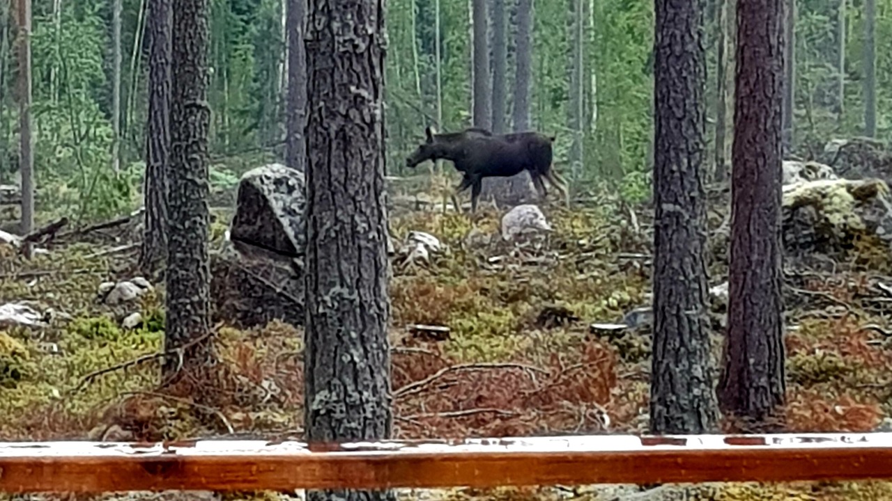 Photo of Outdoor in Alfta