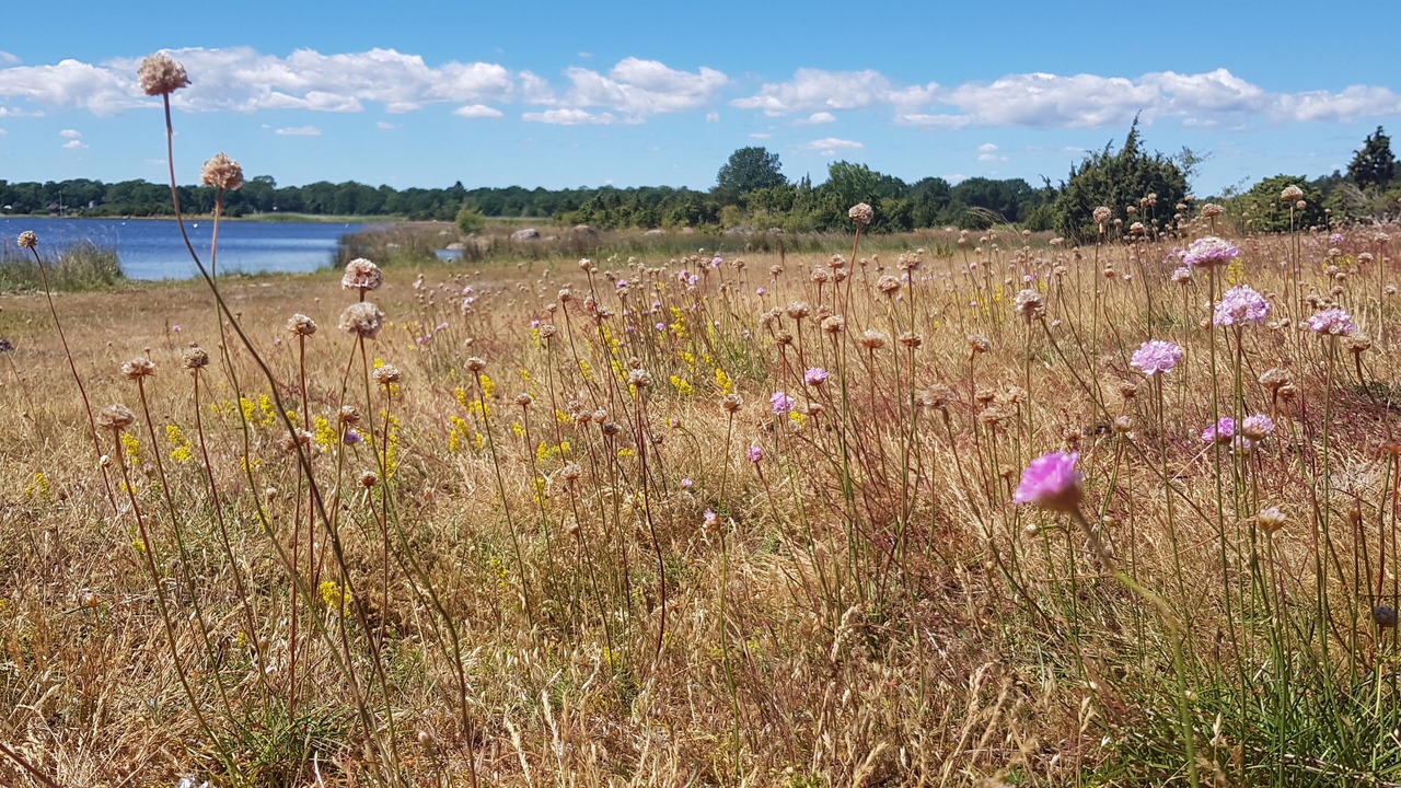 Photo of Outdoor in Torsas Municipality