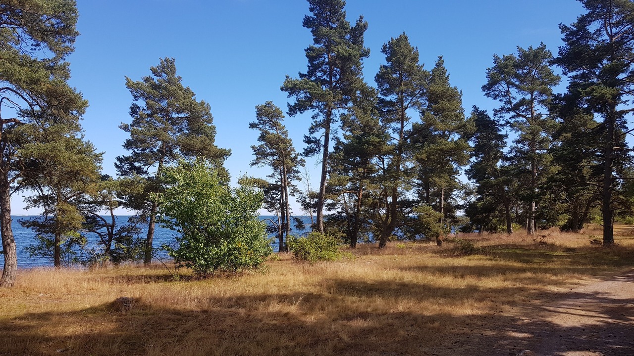 Photo of Outdoor in Torsas Municipality