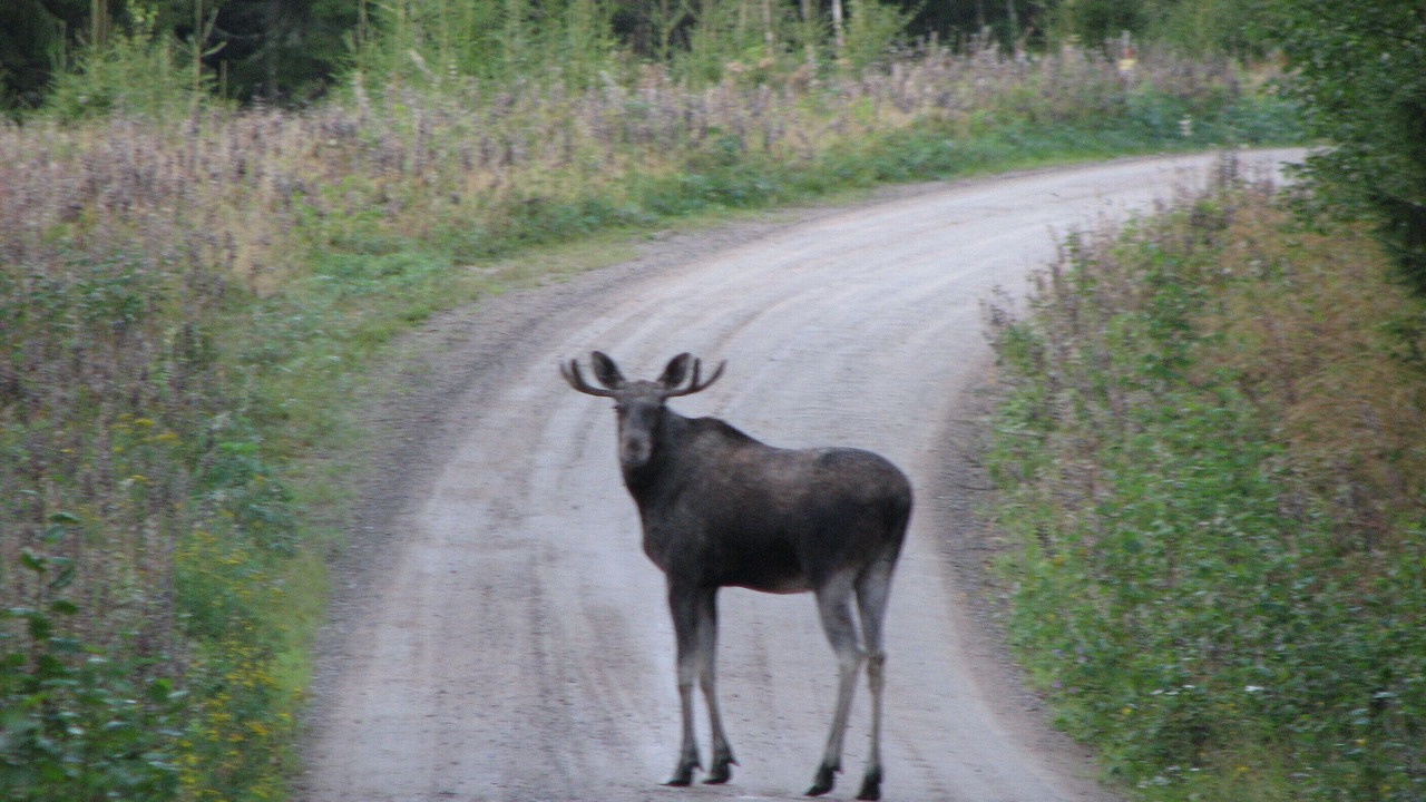 Photo of Outdoor in Syssleback
