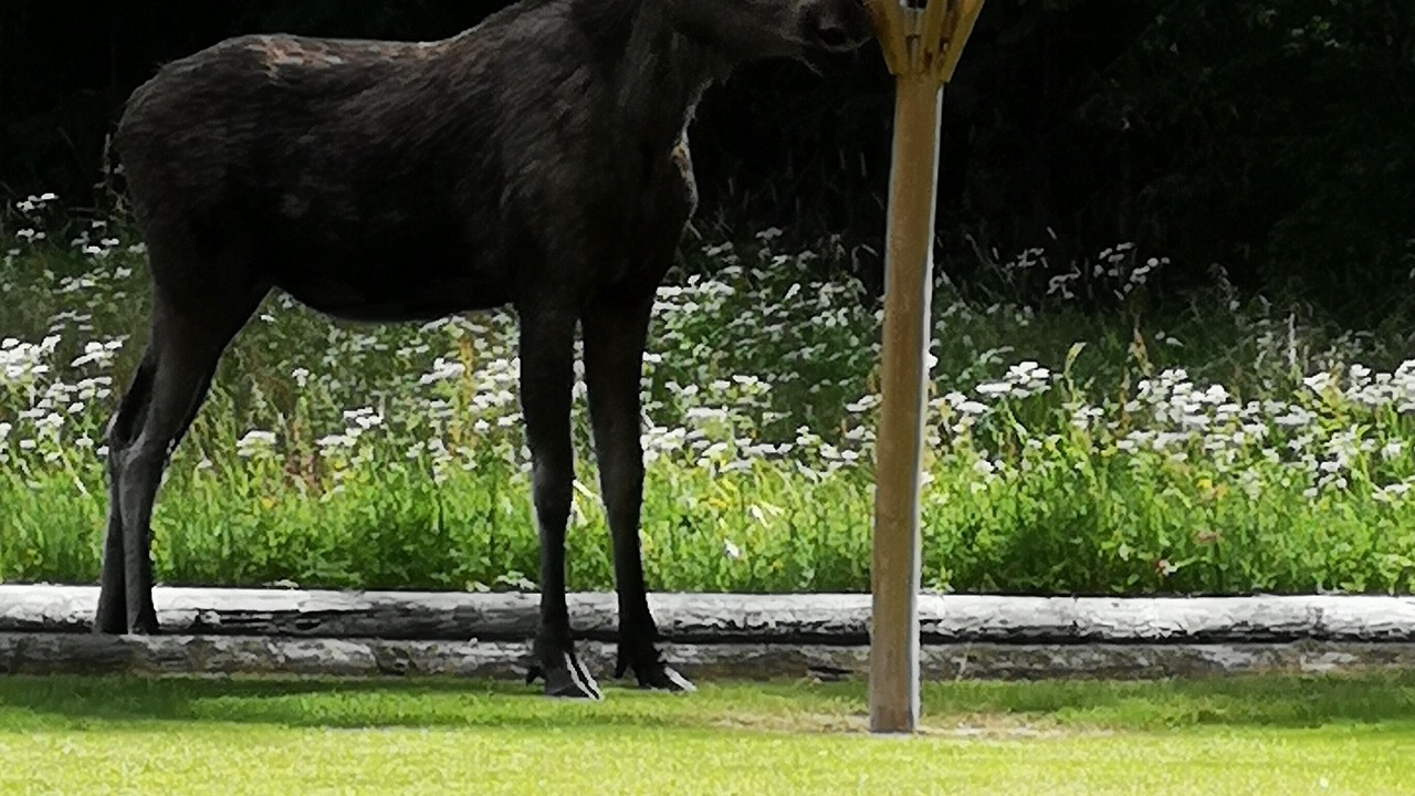 Photo of Others in Syssleback