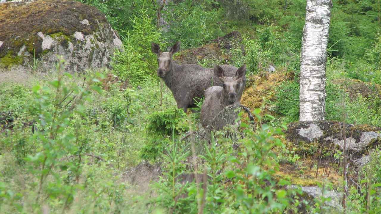 Photo of Outdoor in Syssleback