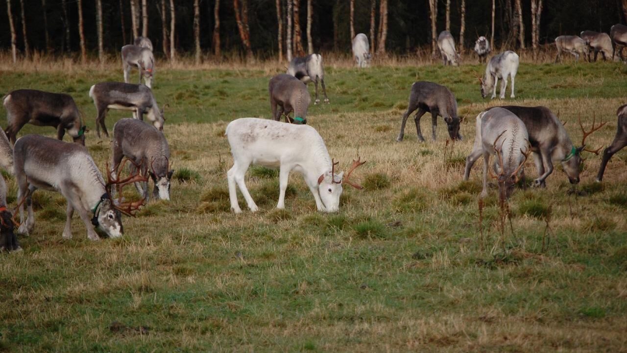Photo of Others in Sorsele