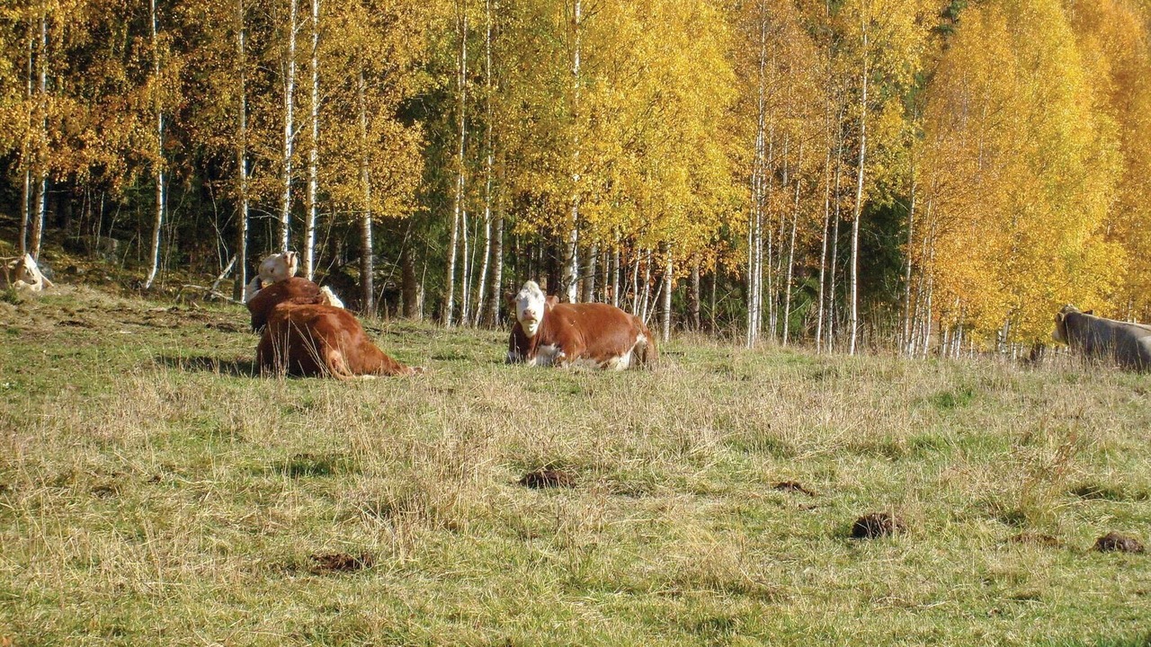 Photo of Others in Enviken