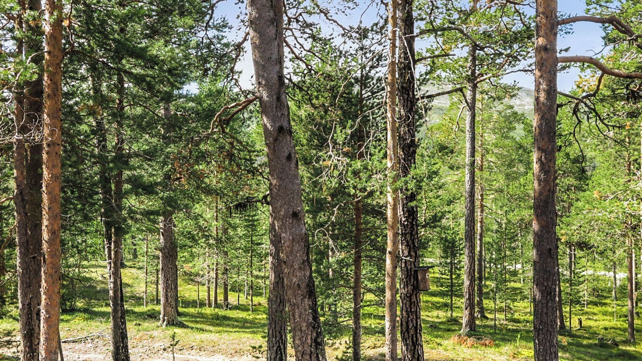 Photo of Others in Tunturi-Lappi