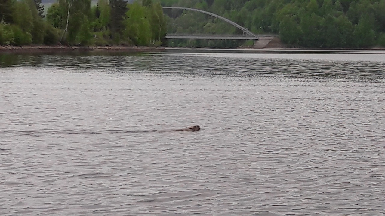 Photo of Others in Solleftea Municipality