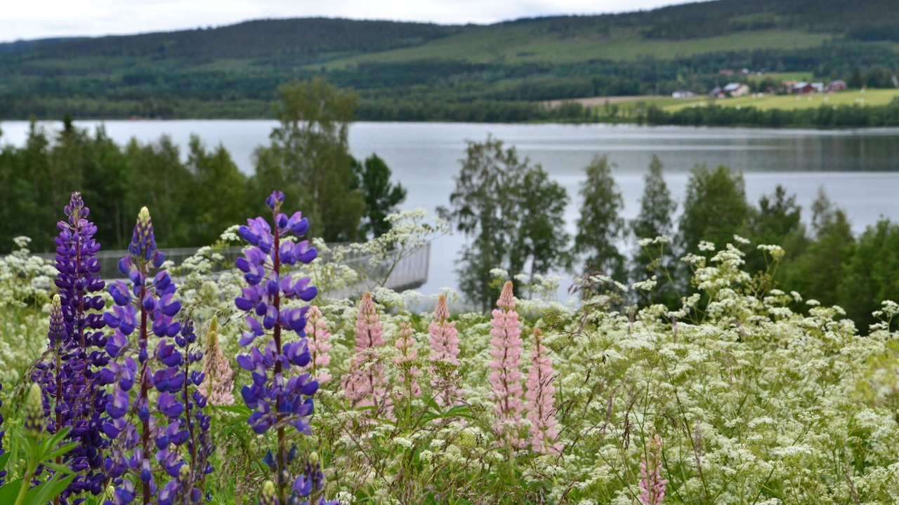 Photo of Outdoor in Solleftea Municipality