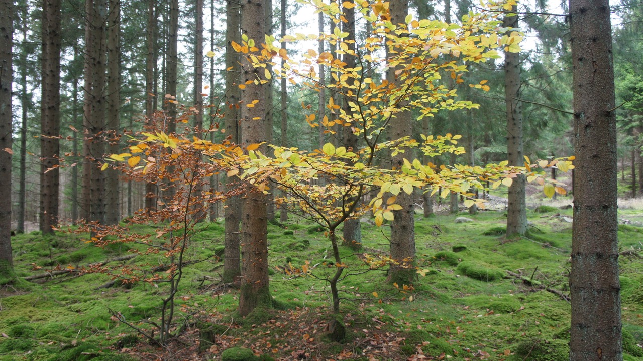 Photo of Outdoor in Perstorp