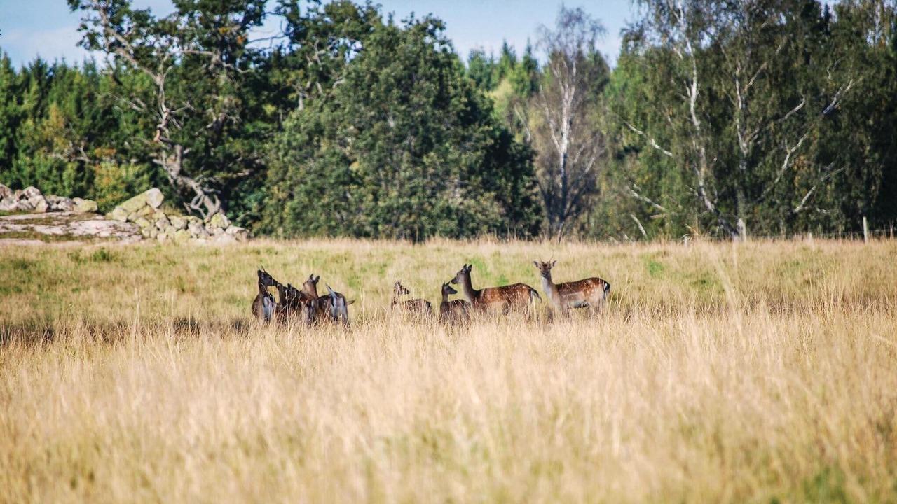 Photo of Others in Mantorp