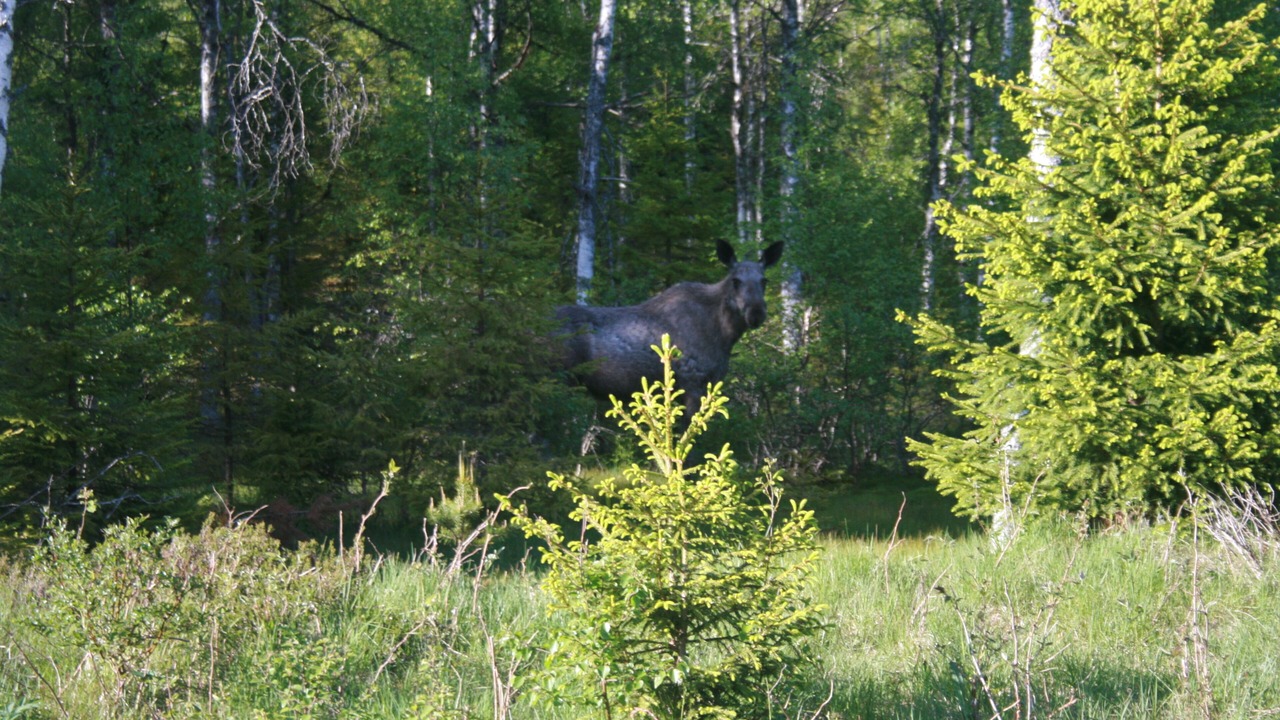 Photo of Others in Hagfors