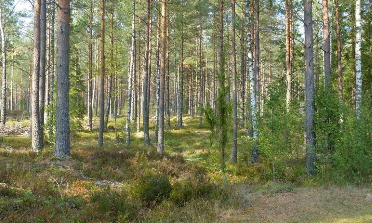 Photo of Outdoor in Vimmerby Municipality