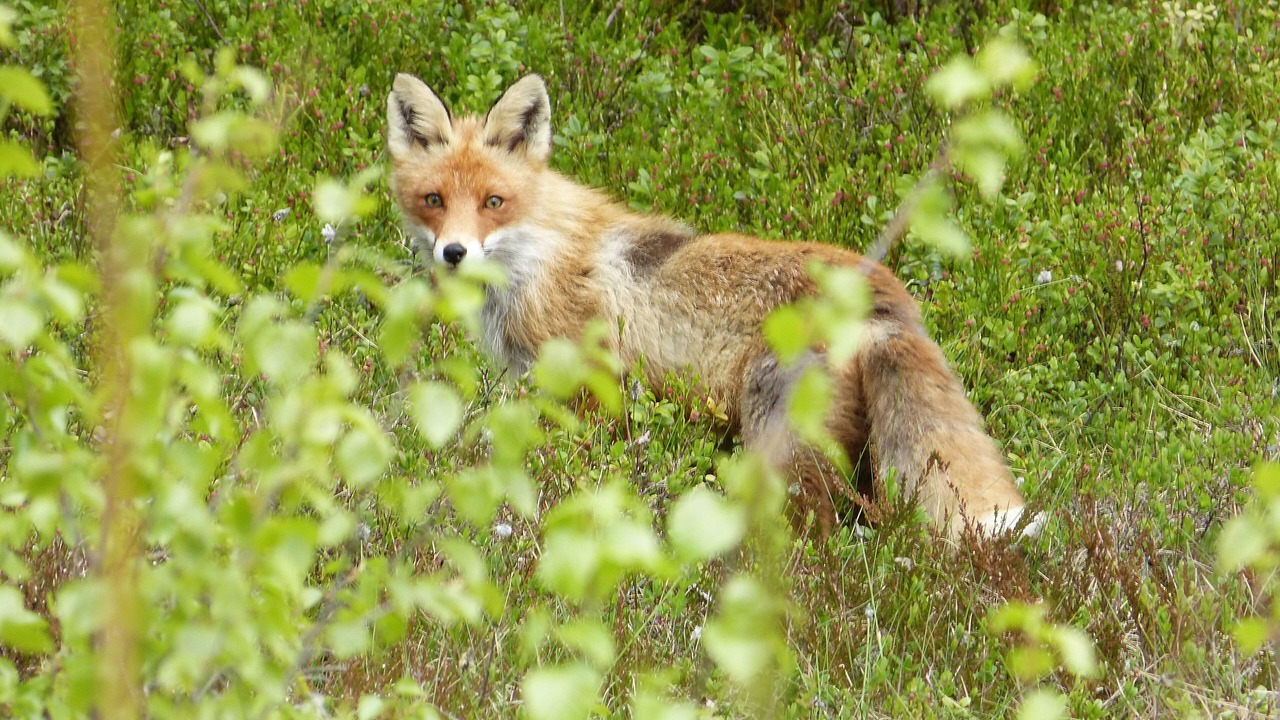 Photo of Outdoor in Liden