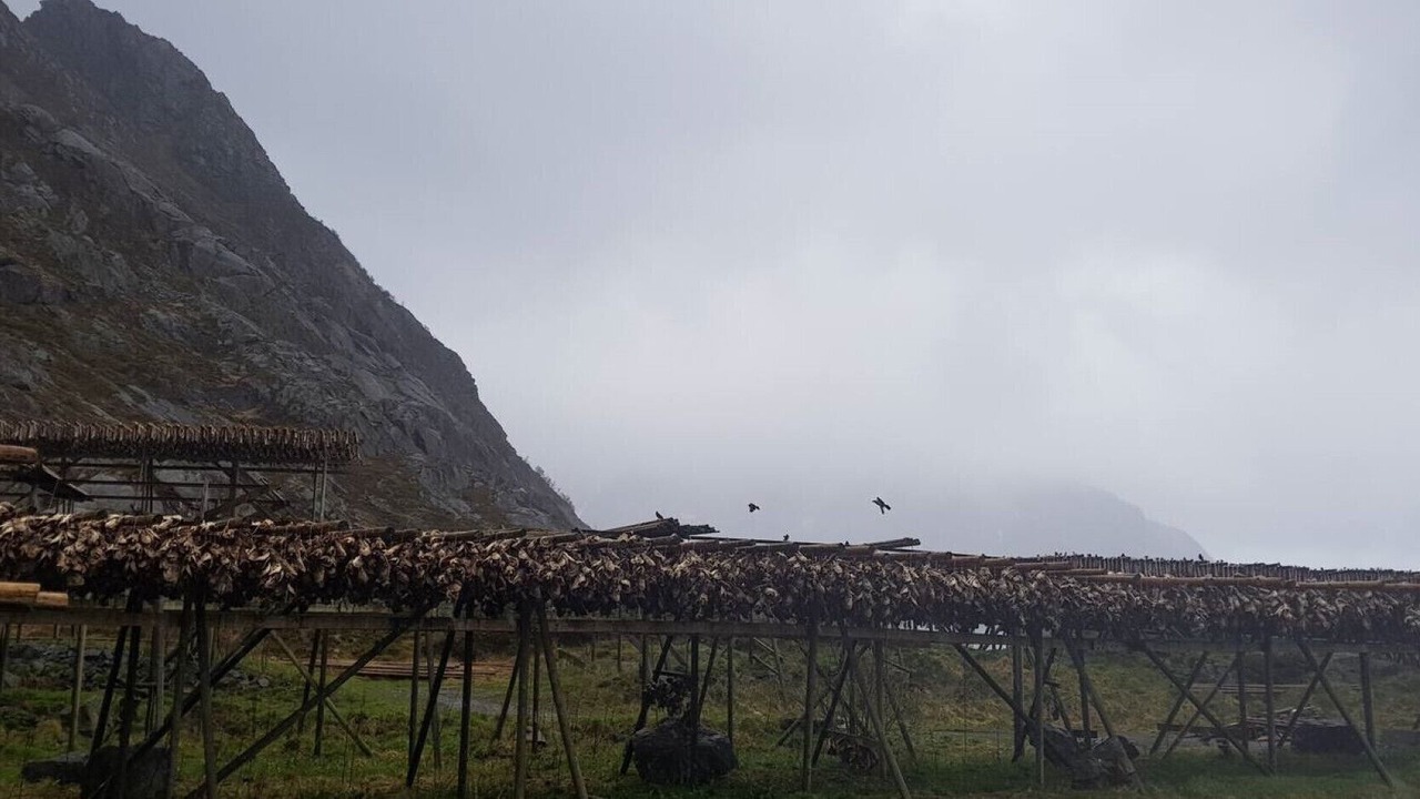 Photo of Others in Sund i Lofoten