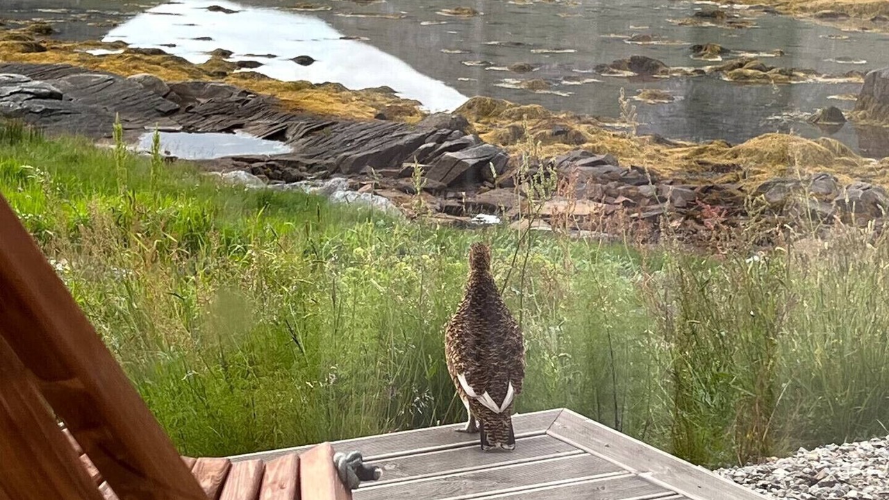 Photo of Others in Vestvagøy