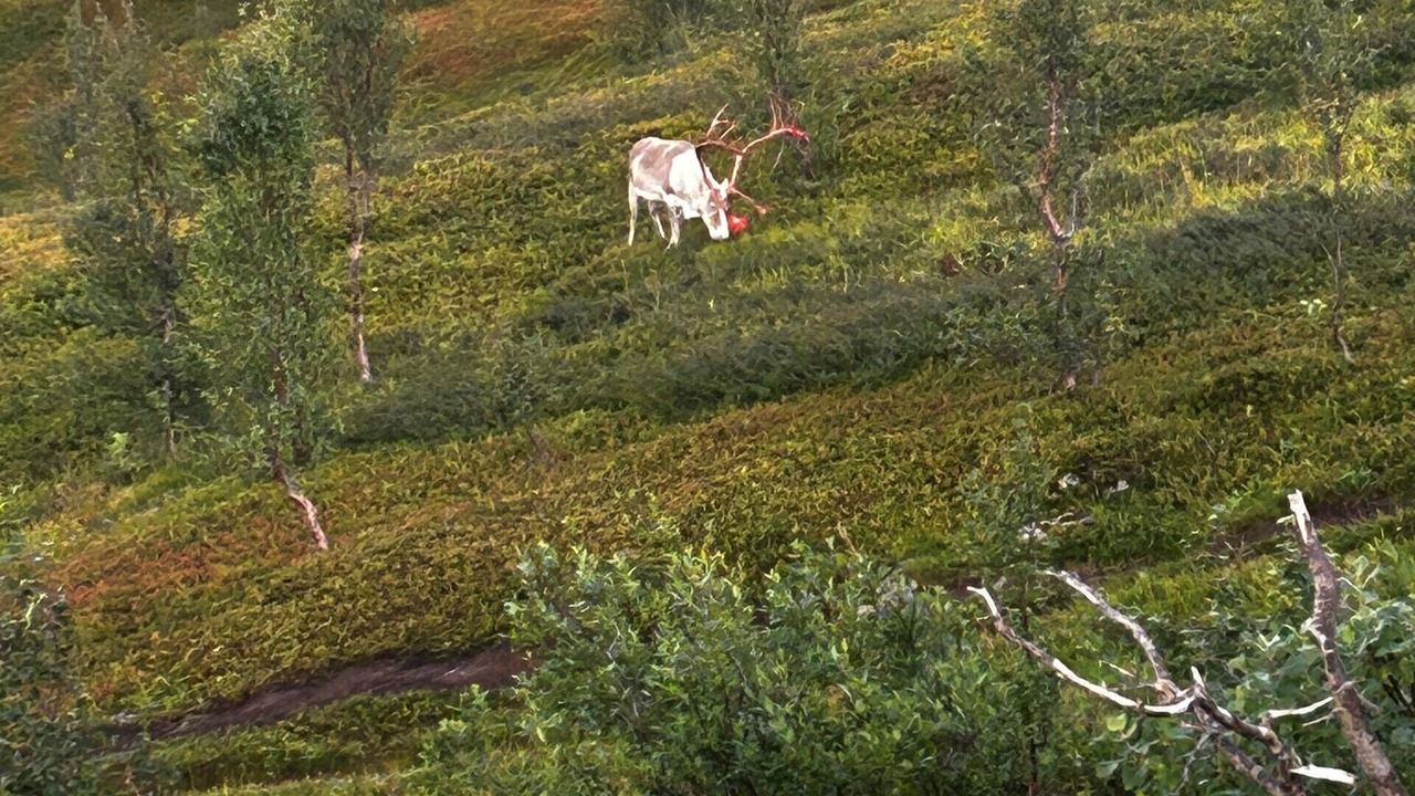 Photo of Others in Tromso