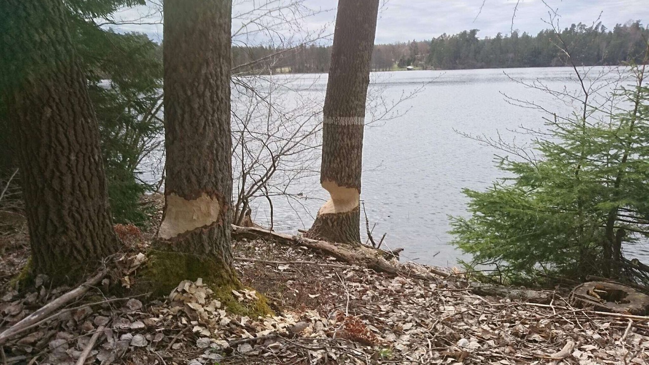 Photo of Outdoor in Mariefred