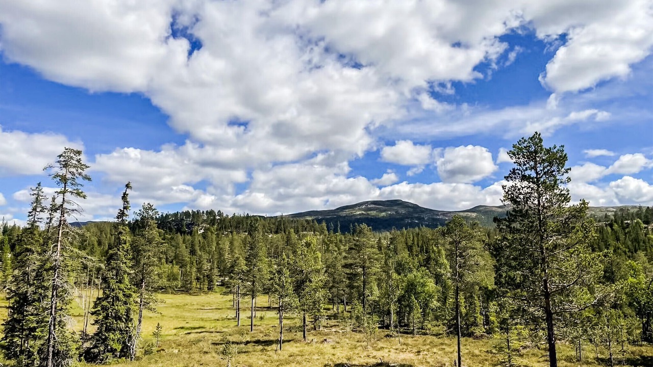 Photo of Others in Vikberget