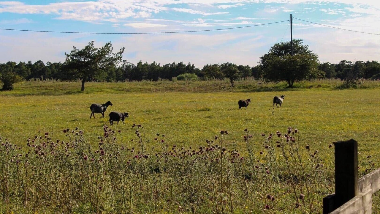 Photo of Others in Larbro