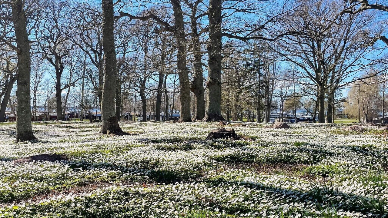 Photo of Others in Farjestaden