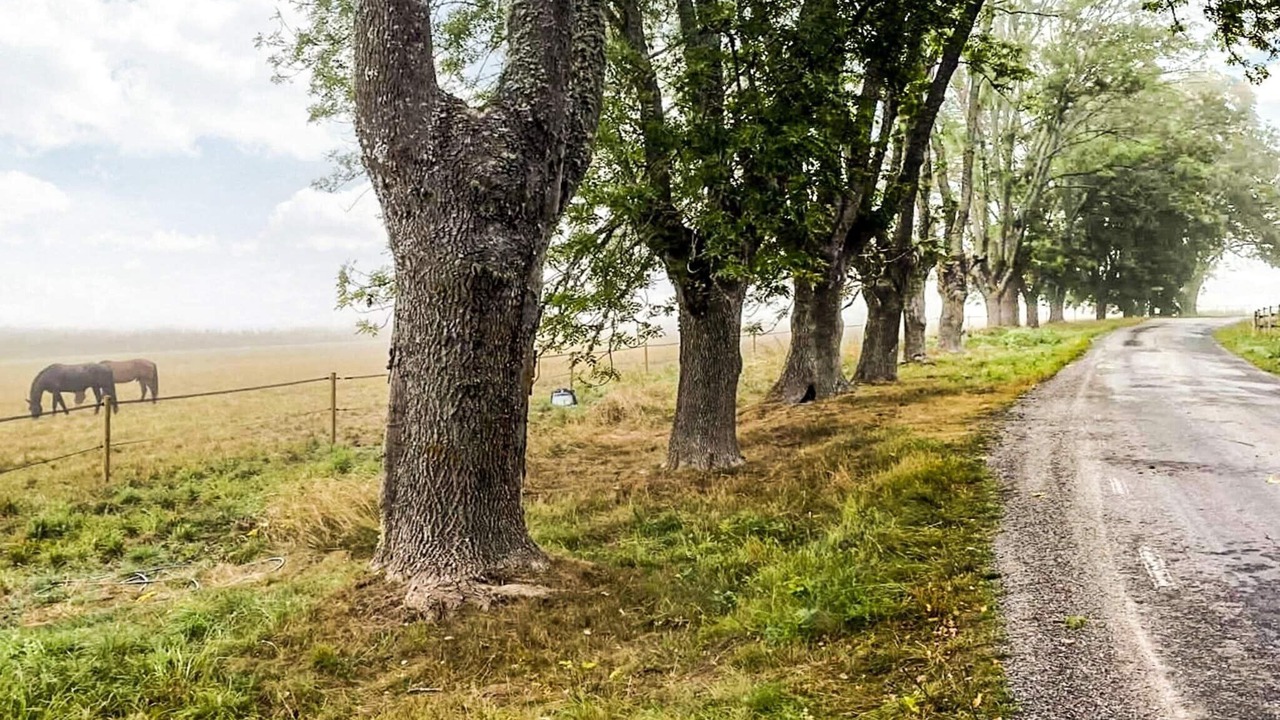 Photo of Outdoor in Adelso