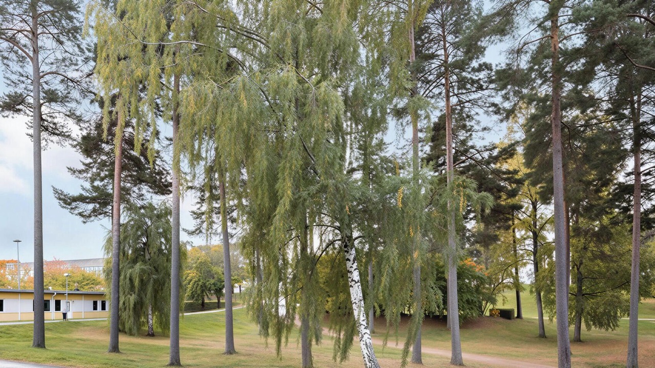 Photo of Outdoor in Sigtuna Municipality