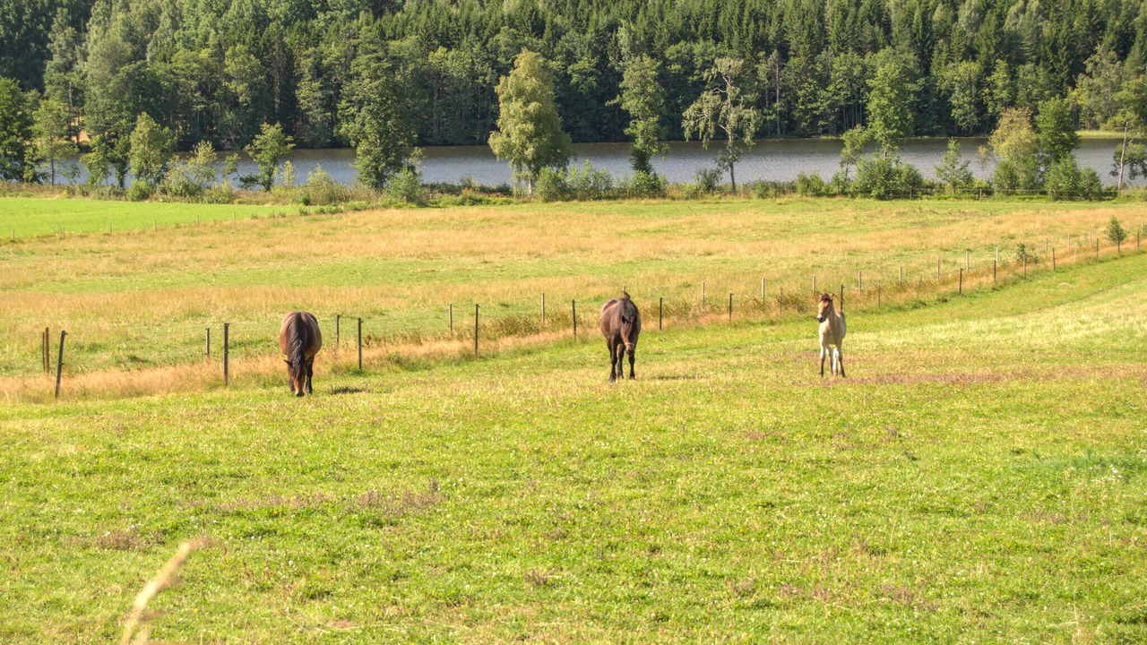 Photo of Others in Storfors