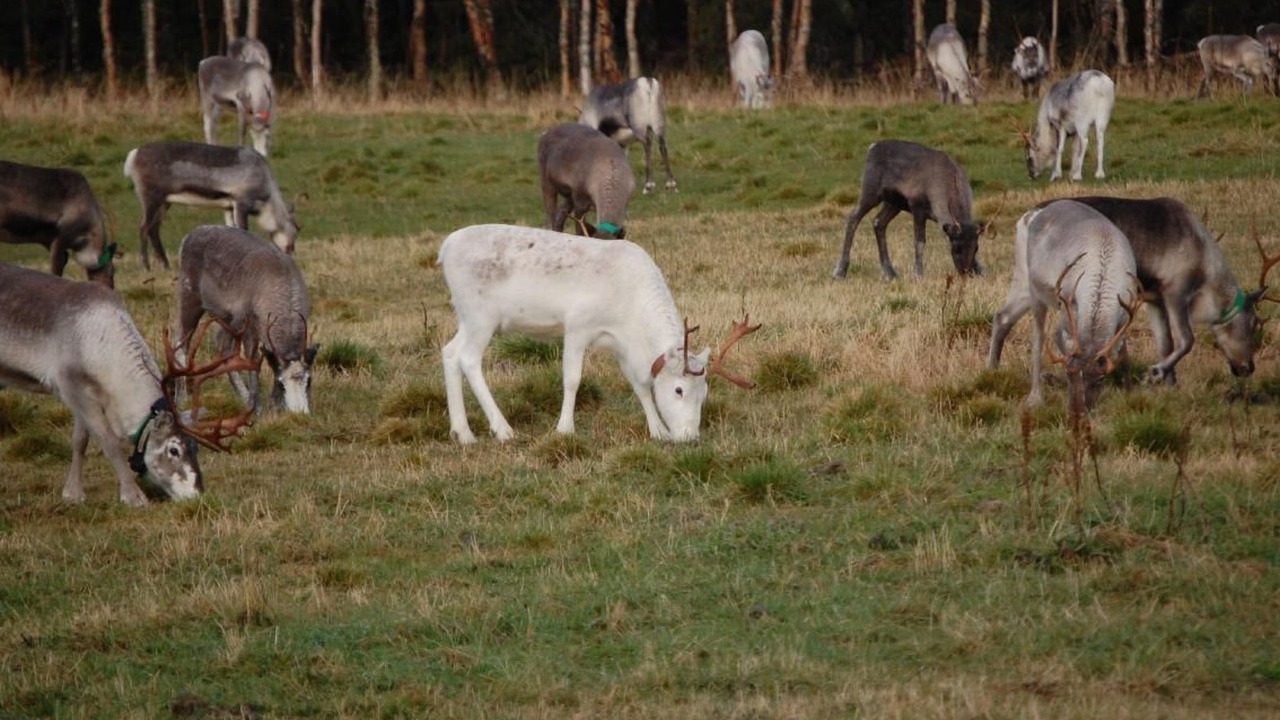 Photo of Others in Sorsele