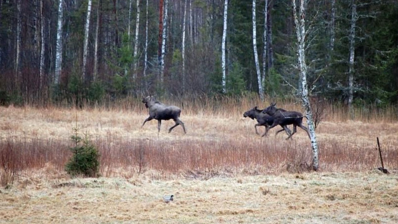 Photo of Others in Norrhult