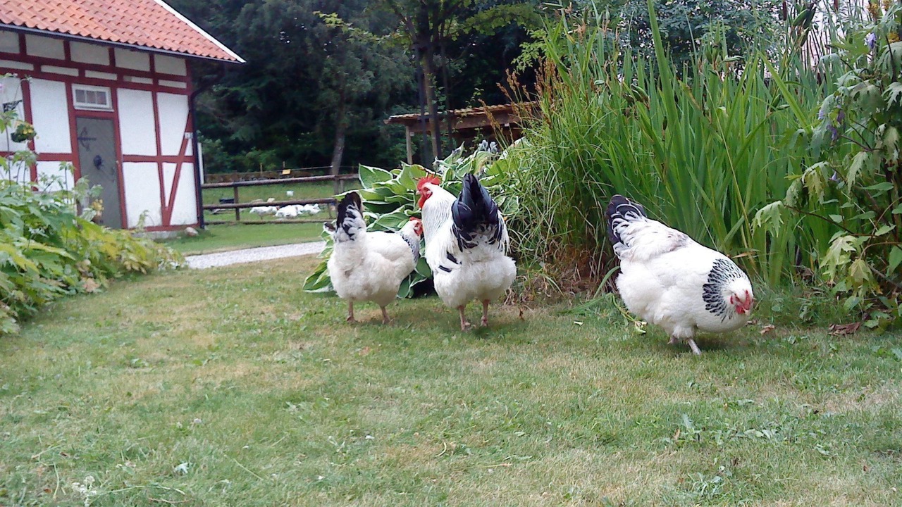 Photo of Outdoor in Hoor