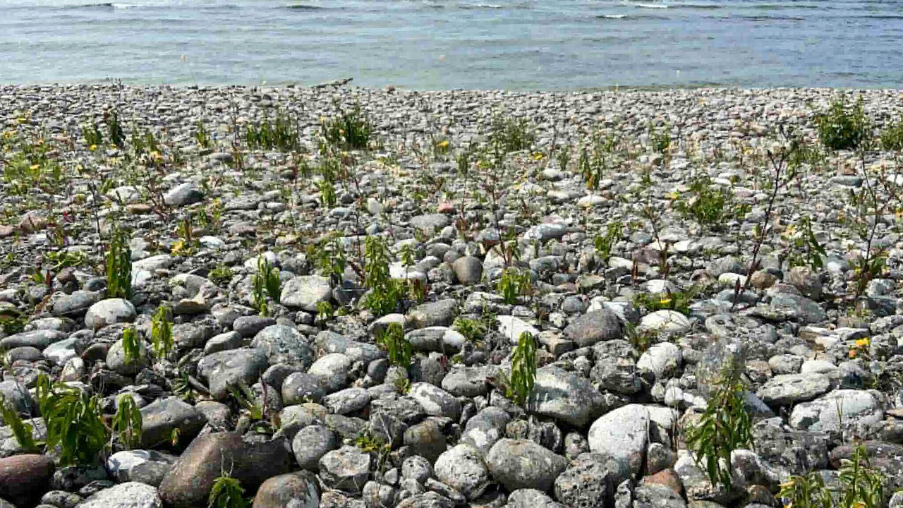Photo of Others in Gotlands Tofta