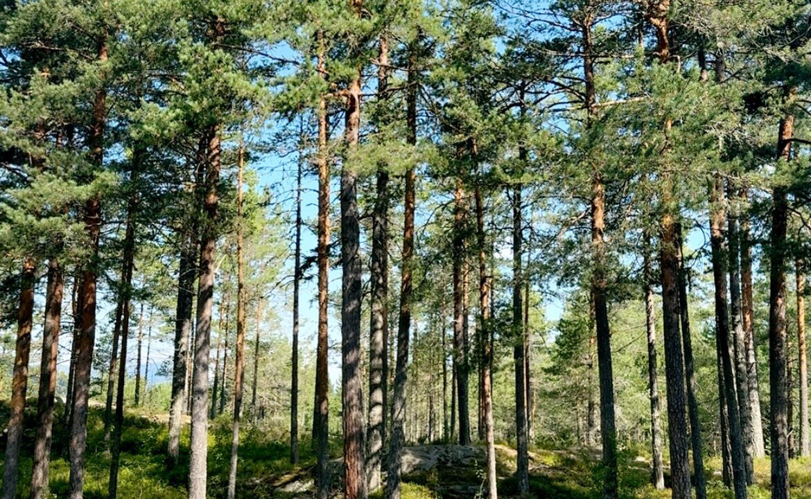 Photo of Others in Kviteseid