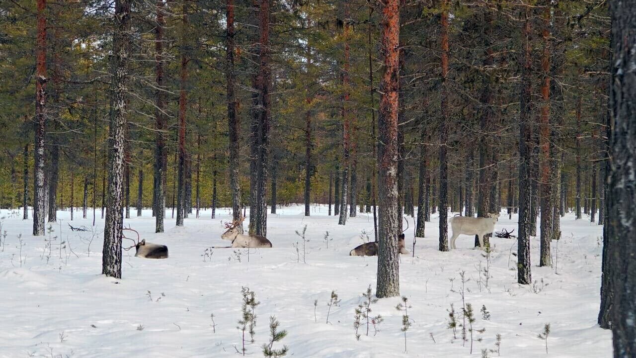 Photo of Outdoor in Muonio