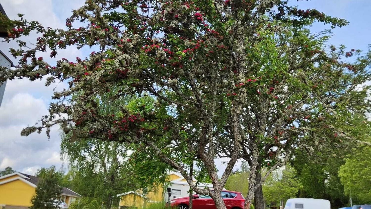 Photo of Outdoor in Paulistrom