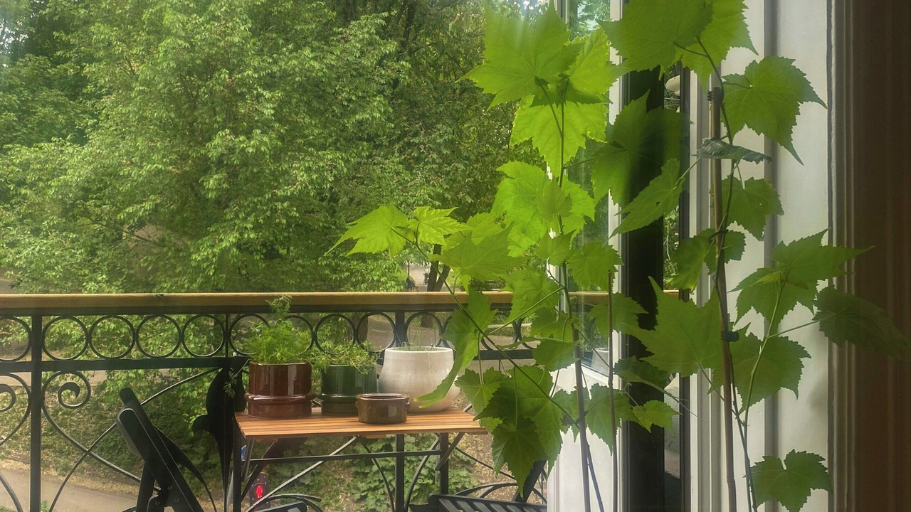 Photo of Outdoor in St. Hanshaugen