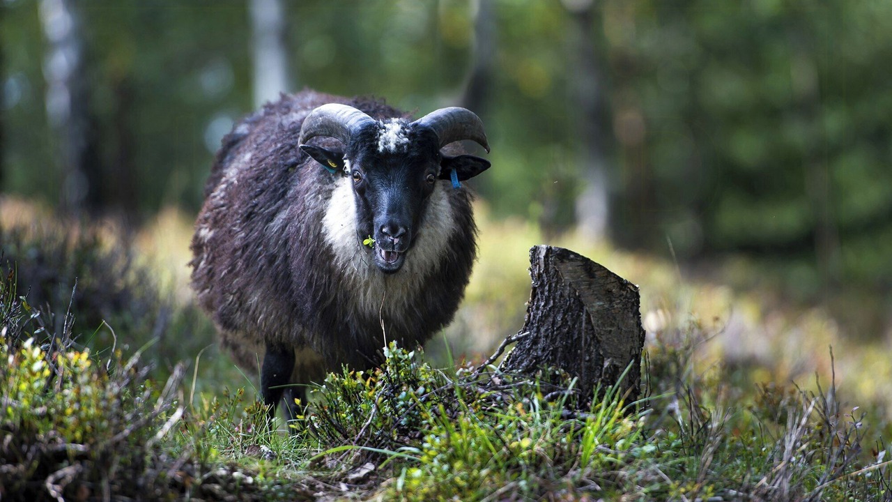 Photo of Others in Nord-Aurdal