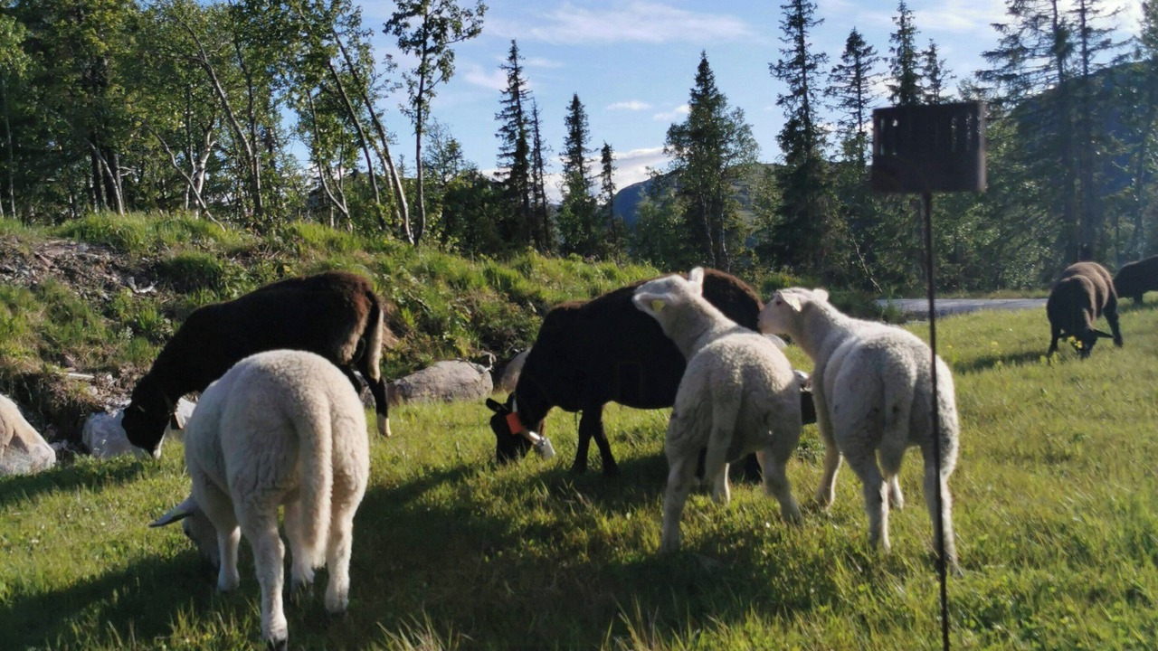 Photo of Others in Vikberget