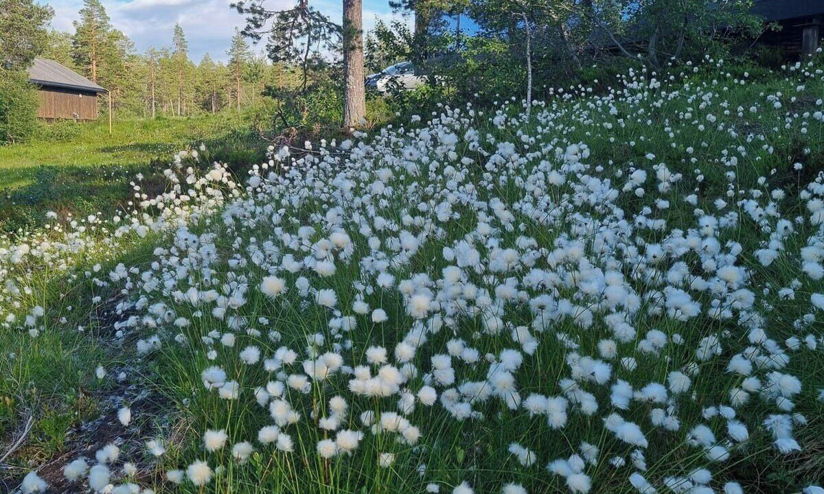 Photo of Outdoor in Flesberg