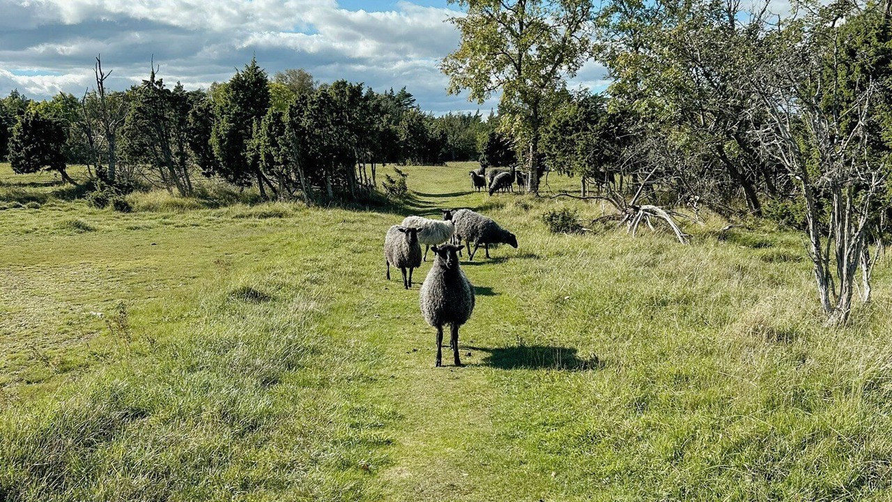Photo of Others in Katthammarsvik