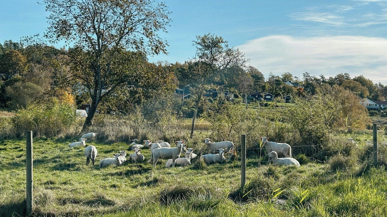 Photo of Others in Gottskar