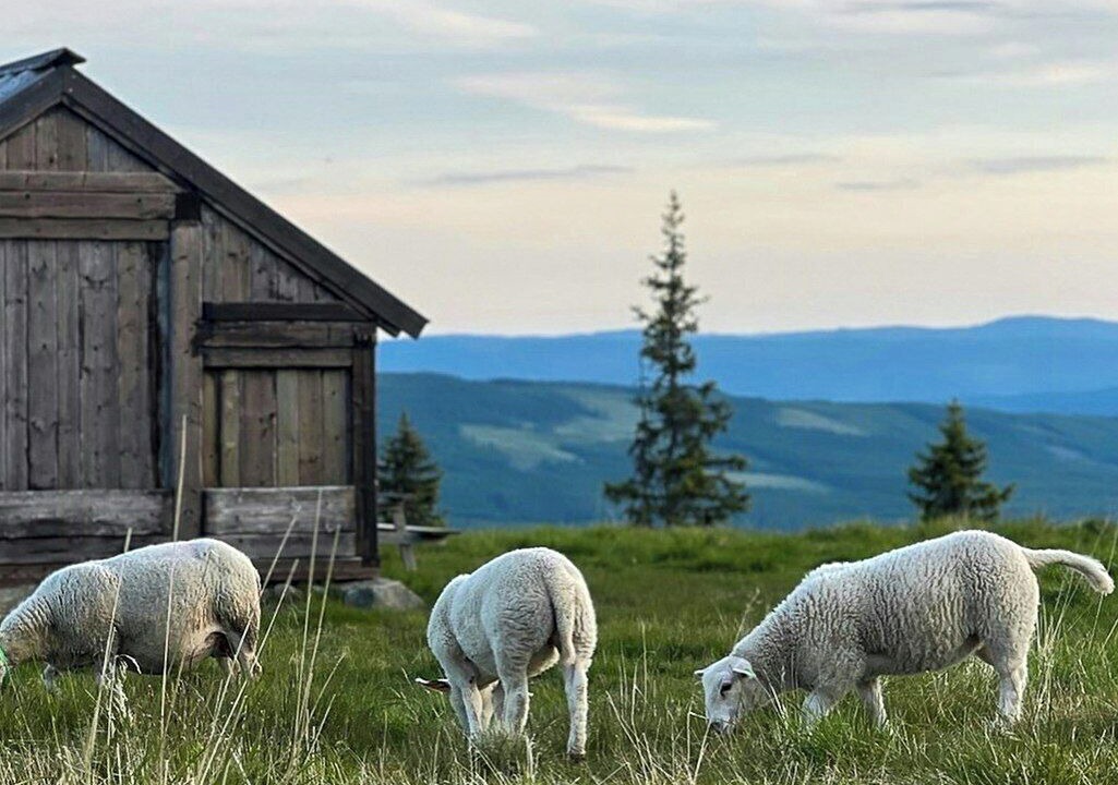 Photo of Others in Sjusjoen