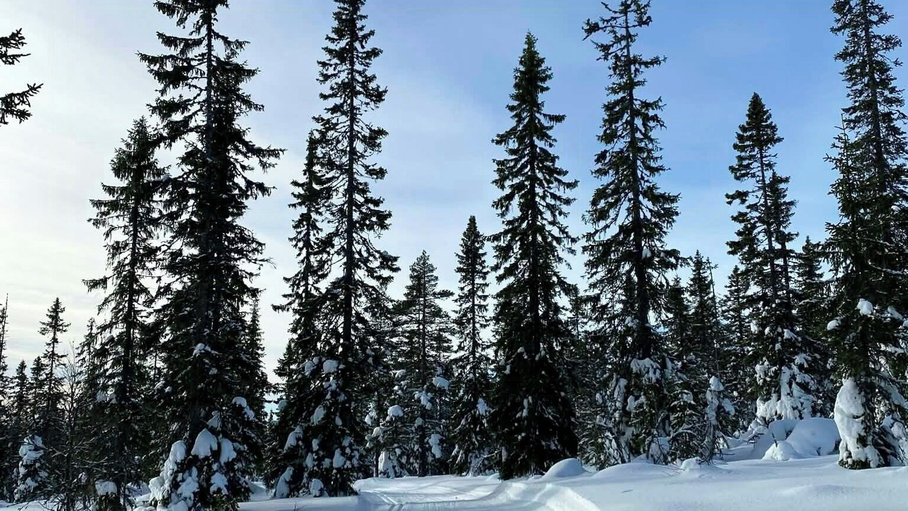 Photo of Others in Trysil