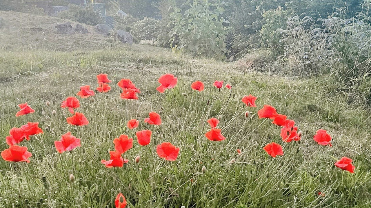 Photo of Outdoor in Kivik